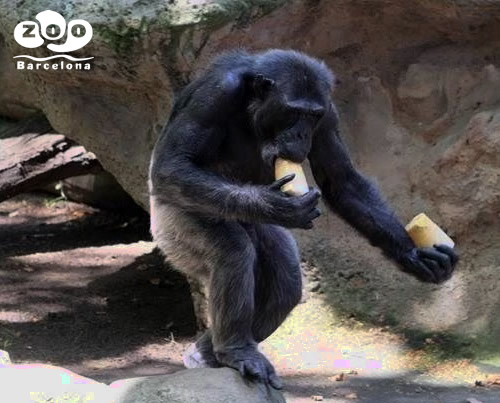 Zoo de Barcelona