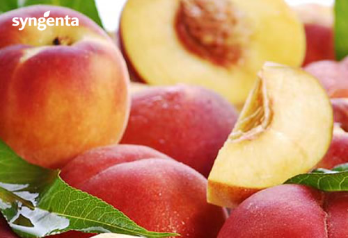 Syngenta