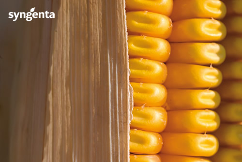 Syngenta