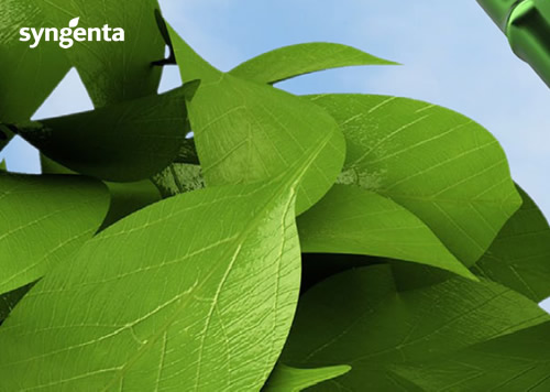 Syngenta