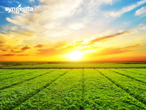 Syngenta
